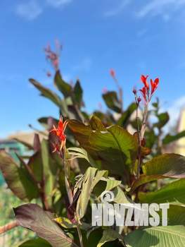 Дом 25м², 1-этажный, посуточно,