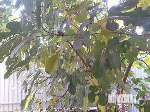 Таунхаус 90м², 2-этажный, на длительный срок,