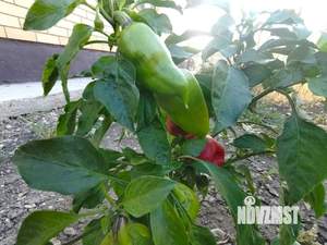 Дом 106м², 2-этажный, участок 4 сот.