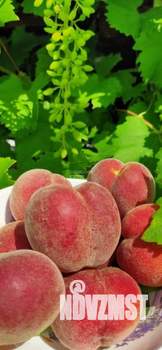 Дача 50м², 1-этажный, участок 5 сот.