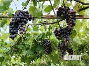 Дом 120м², 2-этажный, участок 8 сот.