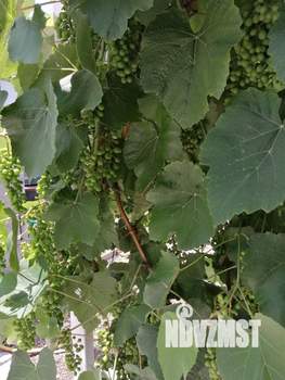 Дом 94м², 1-этажный, участок 9 сот.