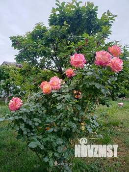 Дача 50м², 1-этажный, участок 5 сот.