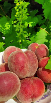 Дом 50м², 1-этажный, участок 5 сот.