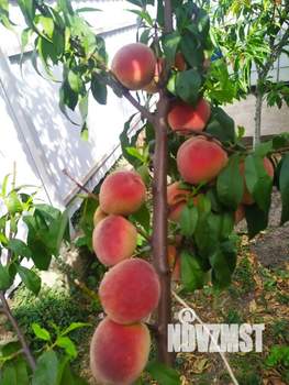 Дом 85м², 2-этажный, участок 8 сот.