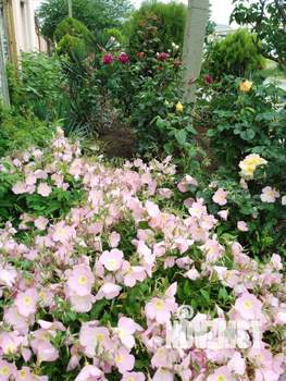 Дом 240м², 2-этажный, участок 4 сот.