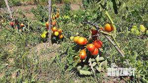 Дом 25м², 2-этажный, участок 27 сот.