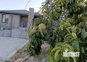 Дом 101м², 1-этажный, участок 3 сот.