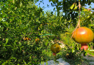 Дом 287м², 2-этажный, участок 8 сот.