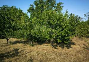 Дача 24м², 2-этажный, участок 9 сот.