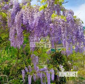 Дача 50м², 1-этажный, участок 5 сот.