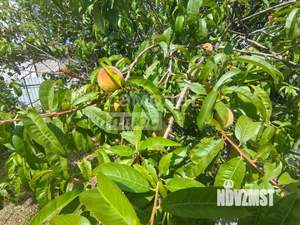 Дом 50м², 1-этажный, участок 4 сот.