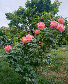 Дом 50м², 1-этажный, участок 5 сот.