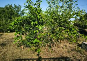 Дача 24м², 2-этажный, участок 9 сот.