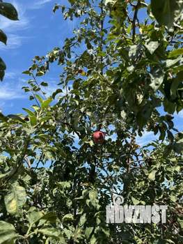 Дом 88м², 1-этажный, участок 3 сот.