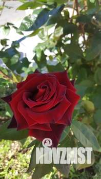 Дом 52м², 2-этажный, посуточно, 