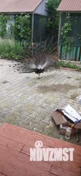 Дом 18м², 1-этажный, посуточно, 