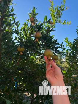 Дом 25м&sup2;, 1-этажный, посуточно, 