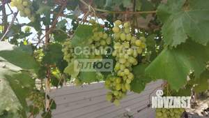 Дом 83м&sup2;, 1-этажный, участок 8 сот.  