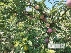 Дом 132м², 2-этажный, участок 7 сот.  