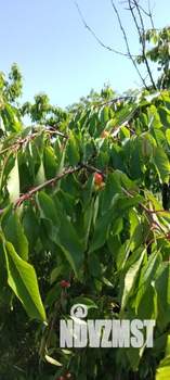 Дача 30м², 1-этажный, участок 8 сот.  