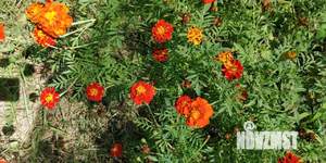 Дом 72м&sup2;, 1-этажный, участок 17 сот.  