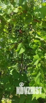 Дом 70м², 1-этажный, участок 6 сот.  