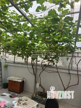 Коттедж 53м&sup2;, 2-этажный, участок 2 сот.  