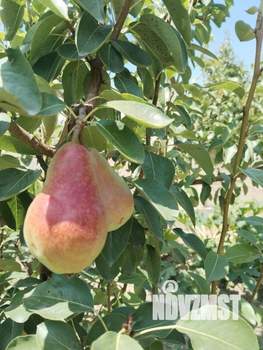 Дом 132м², 2-этажный, участок 7 сот.  