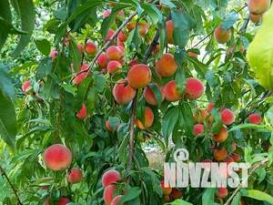 Дом 110м&sup2;, 2-этажный, участок 5 сот.  