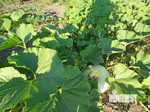 Дом 114м&sup2;, 2-этажный, участок 15 сот.  