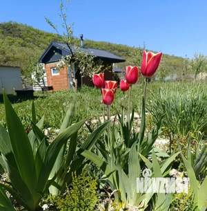 Дом 36м&sup2;, 1-этажный, участок 6 сот.  