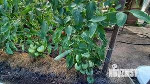 Дом 171м&sup2;, 2-этажный, участок 12 сот.  