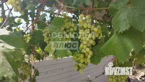 Дом 83м&sup2;, 1-этажный, участок 8 сот.  