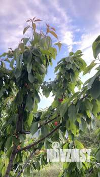 Дом 50м², 1-этажный, участок 5 сот.  