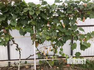 Дом 18м&sup2;, 1-этажный, участок 4 сот.  