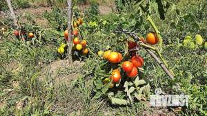 Дом 25м&sup2;, 2-этажный, участок 27 сот.  