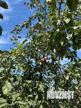 Дом 88м&sup2;, 1-этажный, участок 3 сот.  