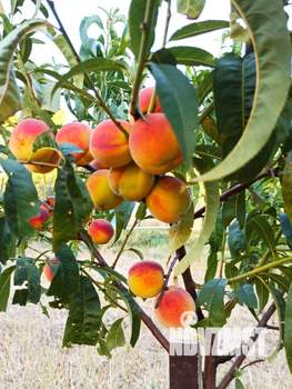 Дом 115м&sup2;, 2-этажный, участок 8 сот.  