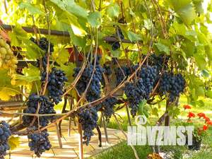 Дом 110м&sup2;, 2-этажный, участок 5 сот.  