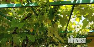 Дом 72м&sup2;, 1-этажный, участок 17 сот.  