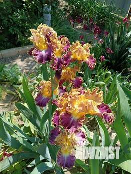 Дом 65м², 1-этажный, участок 4 сот.  