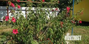 Дом 72м&sup2;, 1-этажный, участок 17 сот.  