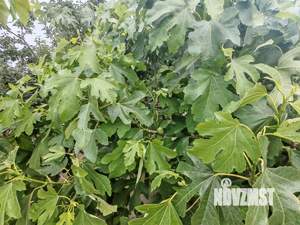 Дом 20м², 1-этажный, участок 5 сот.  