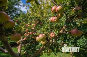 Дом 560м², 3-этажный, участок 26 сот.  