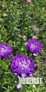 Дом 72м&sup2;, 1-этажный, участок 17 сот.  