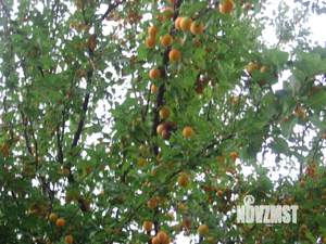 Дом 65м&sup2;, 2-этажный, участок 5 сот.  