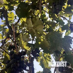 Дом 160м&sup2;, 2-этажный, участок 4 сот.  