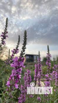 Дом 50м², 1-этажный, участок 5 сот.  