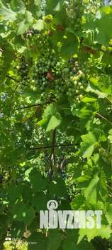 Дом 70м², 1-этажный, участок 6 сот.  